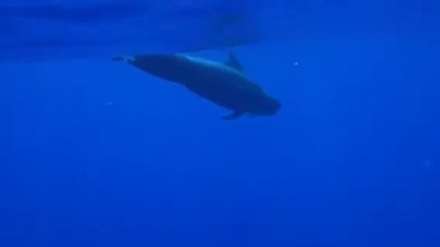 Oceanic White-tipped shark with pilot whales, Hawaii