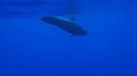 Oceanic White-tipped shark with pilot whales, Hawaii