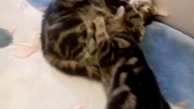 Кот вспомнил детство