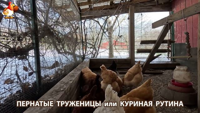 Куры несушки свободного выгула и их обычная куриная рутина – эпизод (34)