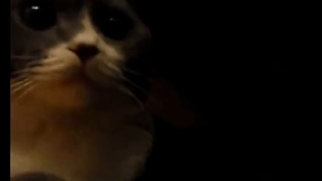 Кот не очень приветливо меня встретил.