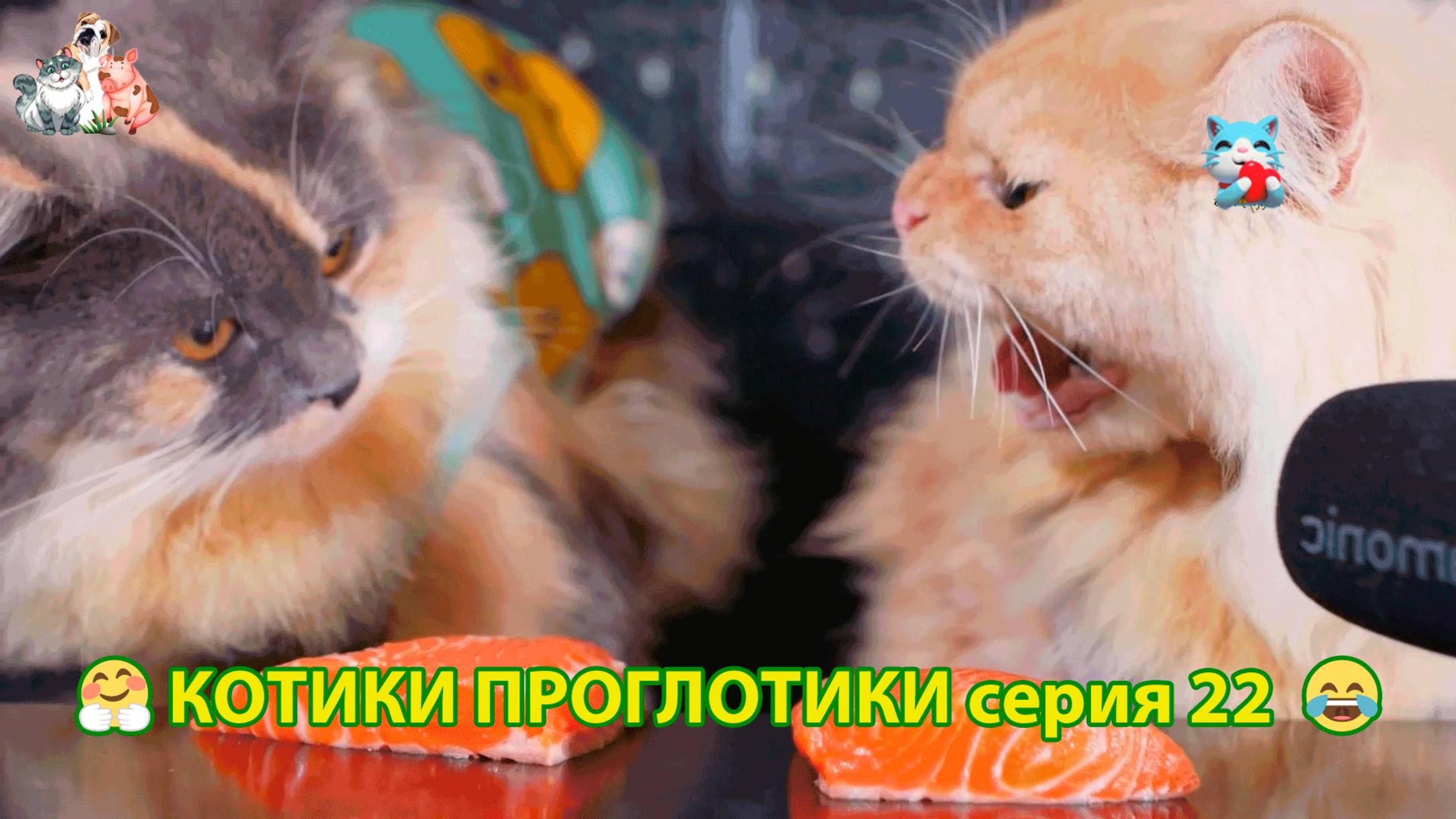 Котики-проглотики растут будущие птицеводы 🐈🐈⬛😹 эпизод (22)