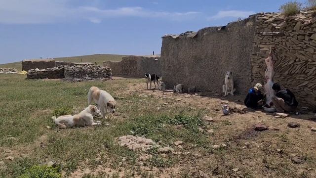 Аборигенные Волкодавы - Туркменистан.