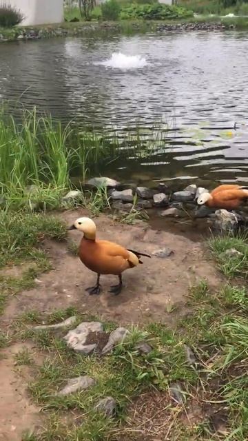 Уточка 🦆 разговаривает со мной на утином языке #shorts #утки #ducks #zaryadye #москва #зарядье