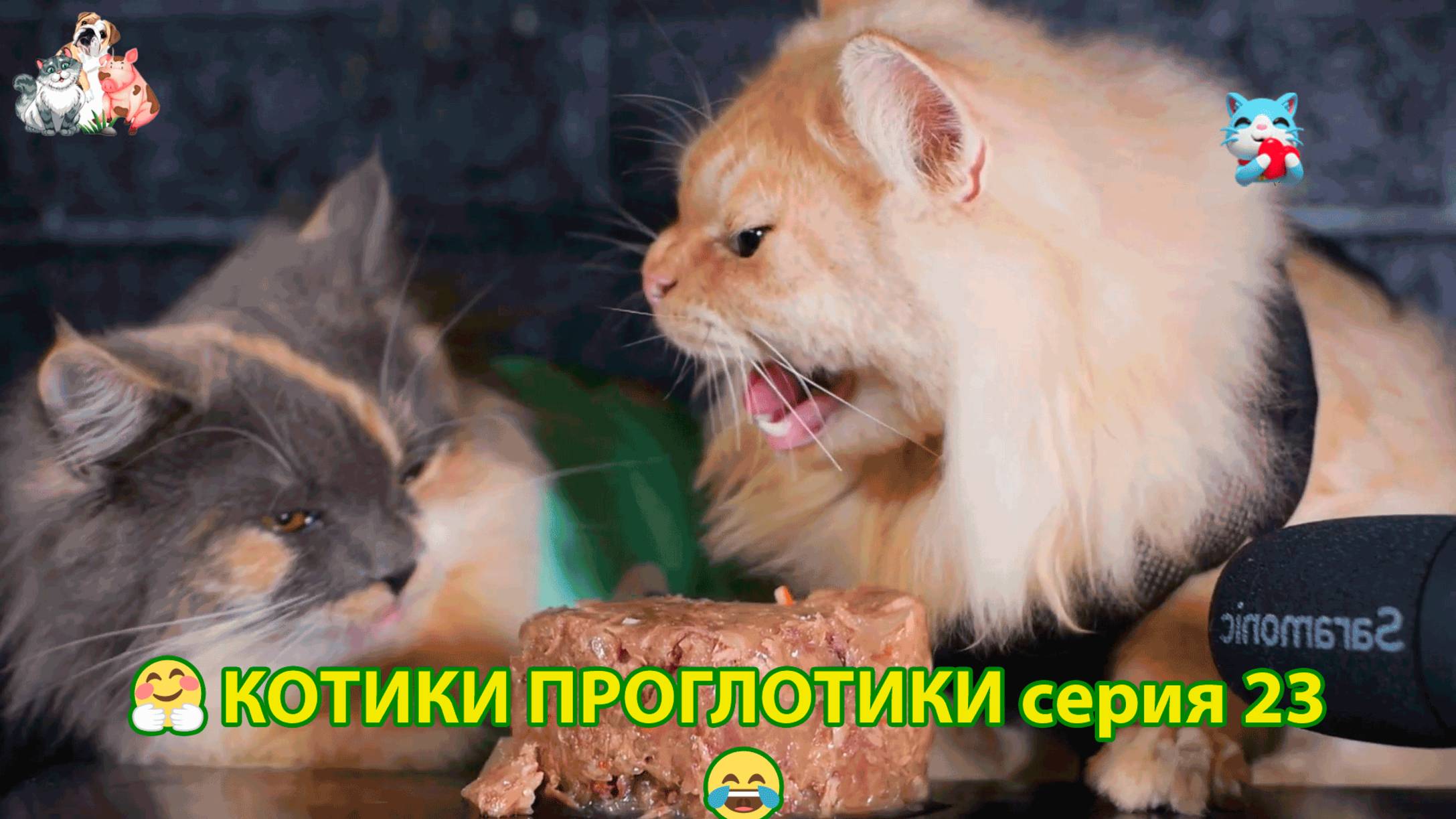 Котики-проглотики растут будущие птицеводы 🐈🐈⬛😹 эпизод (23)