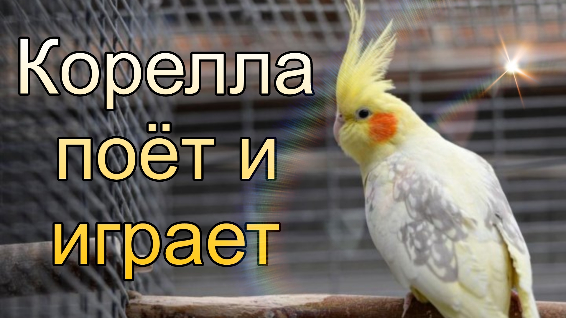 Корелла поёт и играет #попугай #корелла