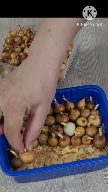 Лук в опилках на подоконнике для зелени! Садим лук в опилки