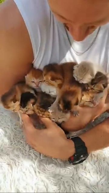 КАК МИЛО! БУКЕТ ИЗ КОТЯТ :3 #shorts
