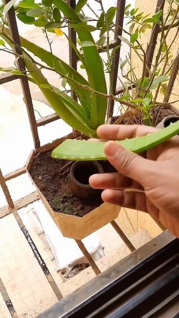 Growing jamun tree at home - Simple Method | #shorts #mrspark27