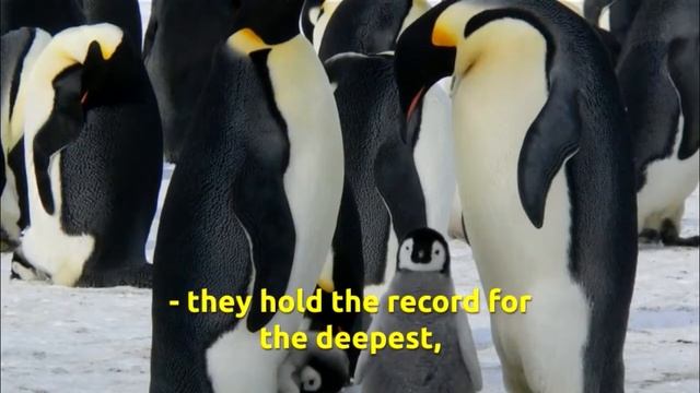 Emperor penguin (Aptenodytes forsteri)