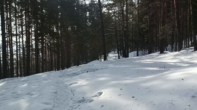 Зимний лес