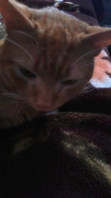 Писимиси-кот