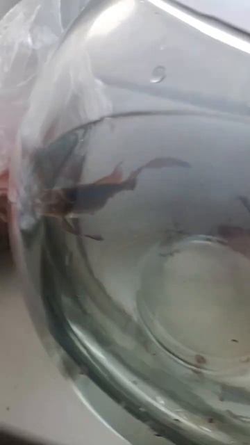 кои🦈🐟 рыб