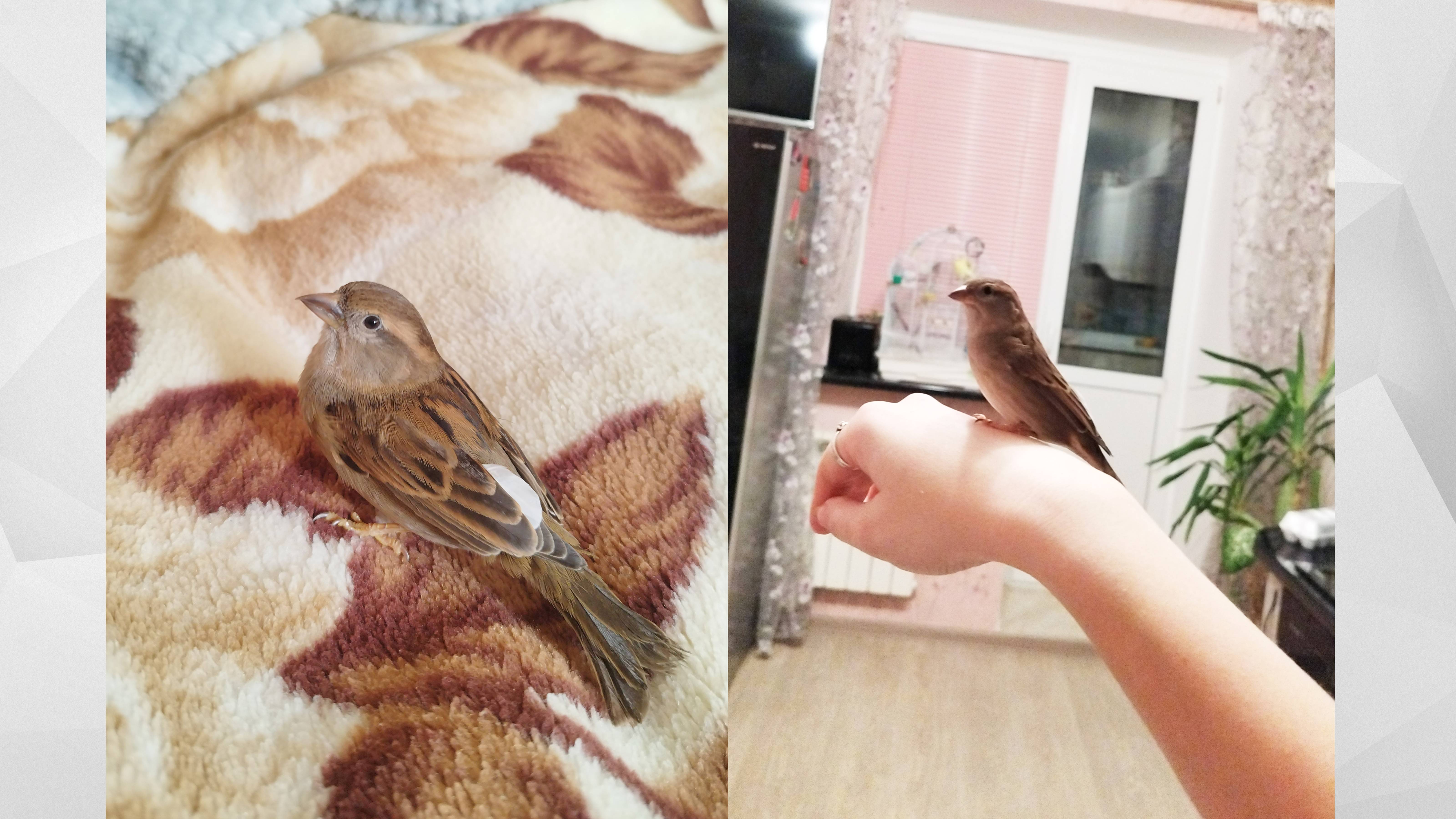 КАК У МЕНЯ ПОЯВИЛСЯ ДОМАШНИЙ РУЧНОЙ ВОРОБЕЙ!?