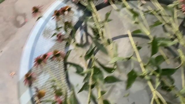Enjoy Growing Echinacea