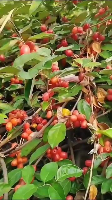 ഇതാണ് Goumi Berries #shorts #viral #variety #trending #kerala #malayalam #harvest #krishi #harvest