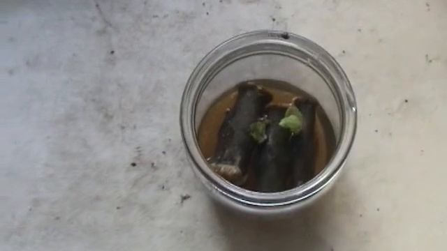 Экспериментики. Зимовка нуклеуса и укоренение черенков Павловнии.