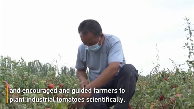 Xinjiang's Bohu County: Human-machine collaboration leads to tomato harvest