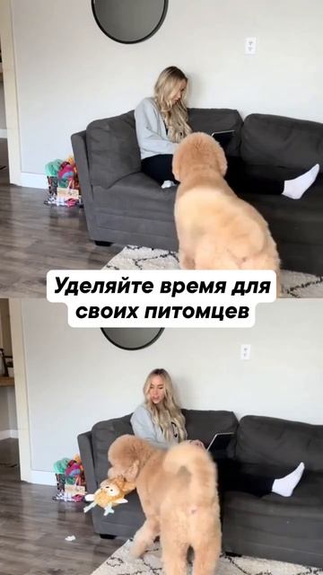 Уделяйте время своим питомцам
