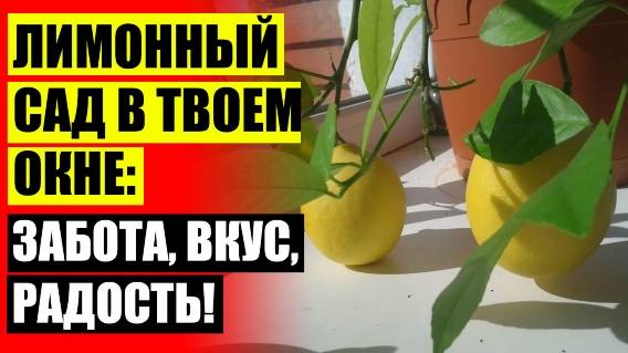 ⚠ ДЕРЕВО ЛИМОНА В ДОМАШНИХ ⛔ РАСТЕНИЕ КОМНАТНЫЙ ЛИМОН ❌