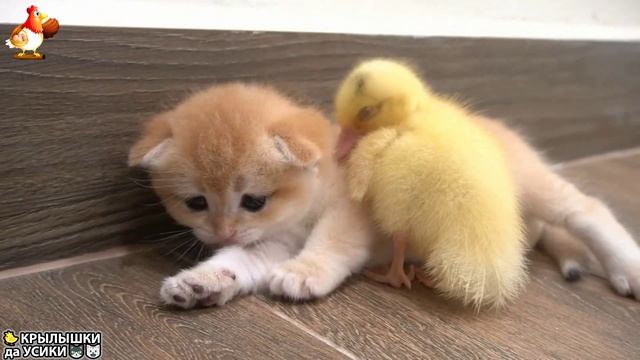 Утята и Цыплята - Кошки и котята - (142) Хвостики да Усики ❣️🐈🐤