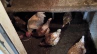 ЗИМНИЙ КУРЯТНИК: ГРЕЮЩАЯ ГЛУБОКАЯ ПОДСТИЛКА