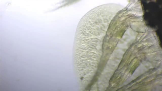 Kutu Argulus Parasit Pada Ikan Koi