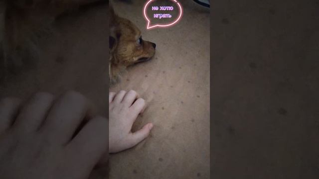 моя собака-кусака-чесака
Лаки