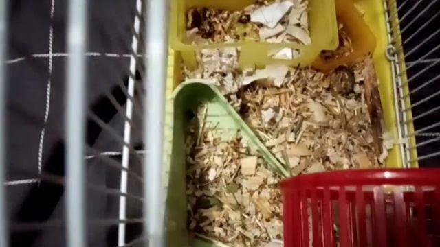 Хомячок кембела рыжык