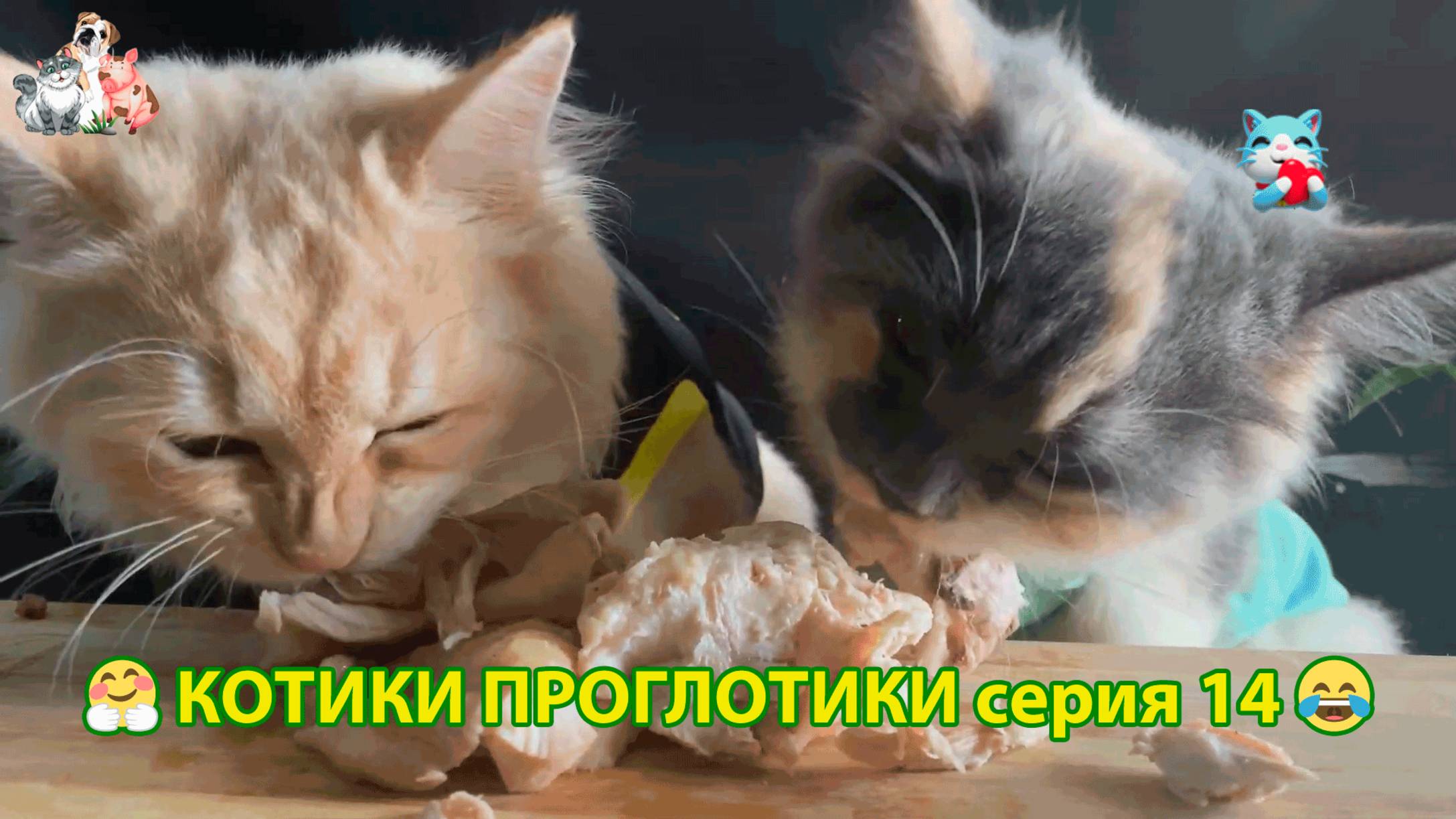 Котики-проглотики растут будущие птицеводы 🐈🐈⬛😹 эпизод (14)