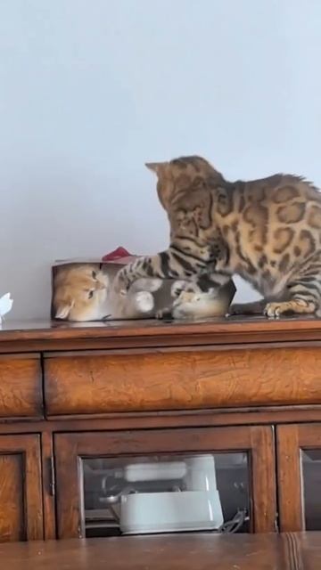 [https://t.me/lilmanada|ЗНМ]
