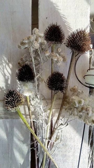 Просто так....#ольга_дом_и_дача #дачакакесть #flowers #garden Тоже мне хобби😉