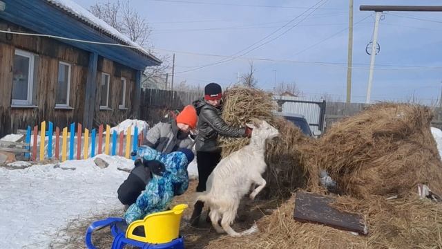 Разбираем новое сено. В этот раз сено порадовало!
