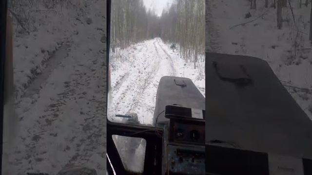поехали в лес
