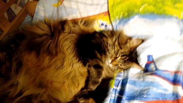 С  котинькой