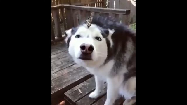 Смешные и милые животные 2.0 \ Funny and cute animals