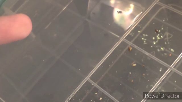Gryllus assimilis (Ямайски полски щурец) | BEST KADRES OF  IT!