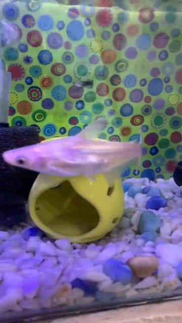 Sharks , mollies , guppies and zebra danios comunity tank 😍