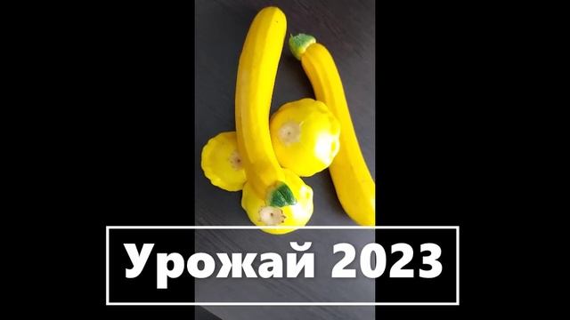 Урожай 2023 - кабачки и патиссоны.  (3)