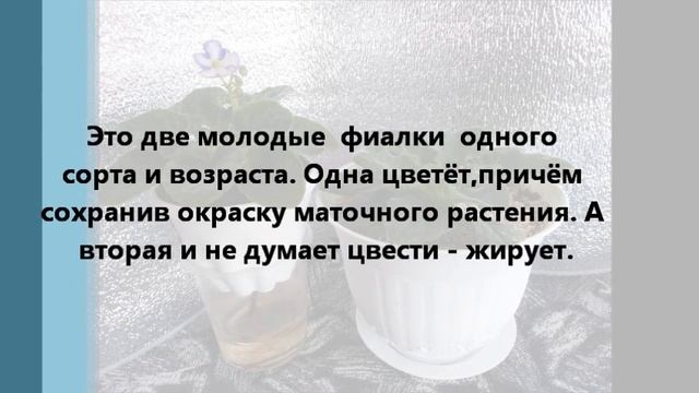 Размножение капризных фиалок