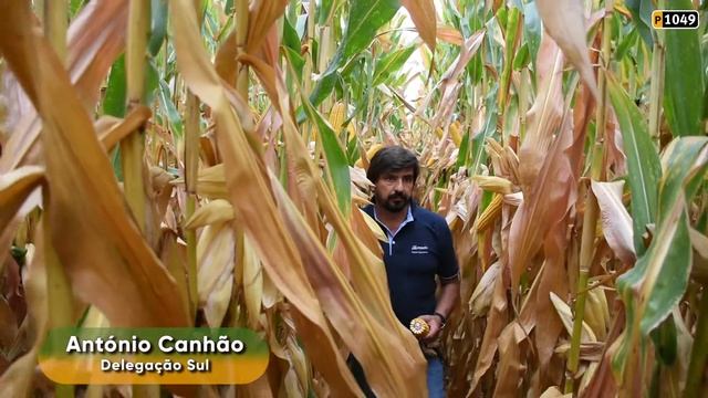 Pioneer, vídeo descritor da variedade P1049, catálogo 2021