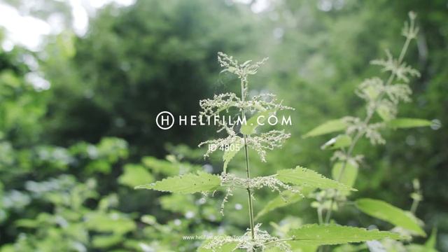 4805. Brännässlor (Stinging nettles) Stock Footage Video