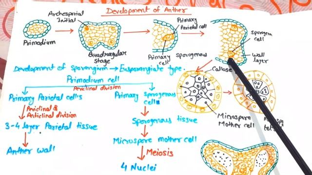 Development of anther in hindi by Rizwana mam - AR Botany Classes.