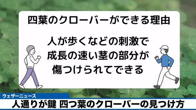 人通りが鍵 四つ葉のクローバーの見つけ方