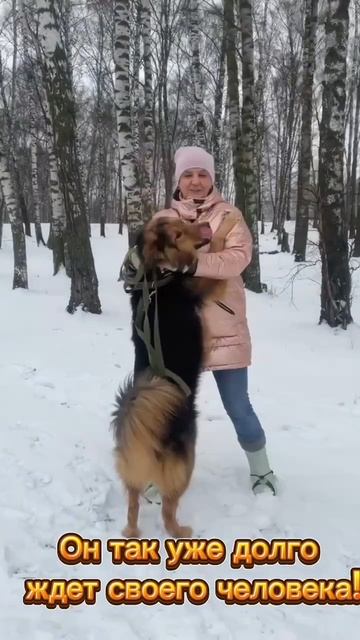 Пёс Гарик из приюта в добрые руки / Москва