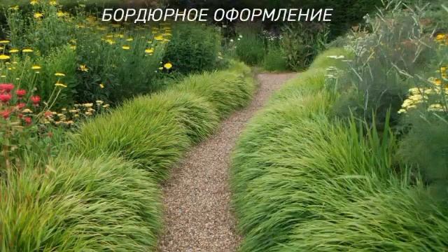 Посадка злаковых саженцев