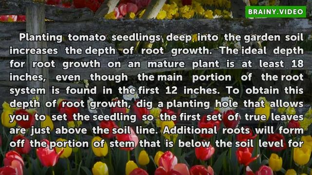 How Deep Do Tomato Roots Grow?