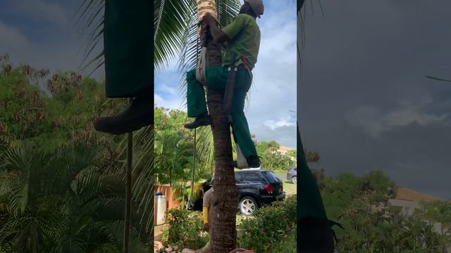 How to climb a coconut in Punta Cana