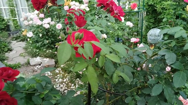 Приветы из лета🐈⬛🌹🐈.Розы красные и прекрасные.Розы, в стиле, Кармен 💃🌹💃