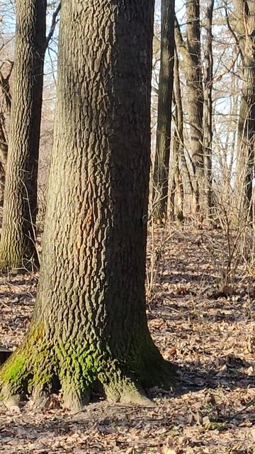 #Птах #Повзик Звичайний Sitta europaea L. — #пташка ряду горобцеподібних Eurasian Wood Nuthatch 4k